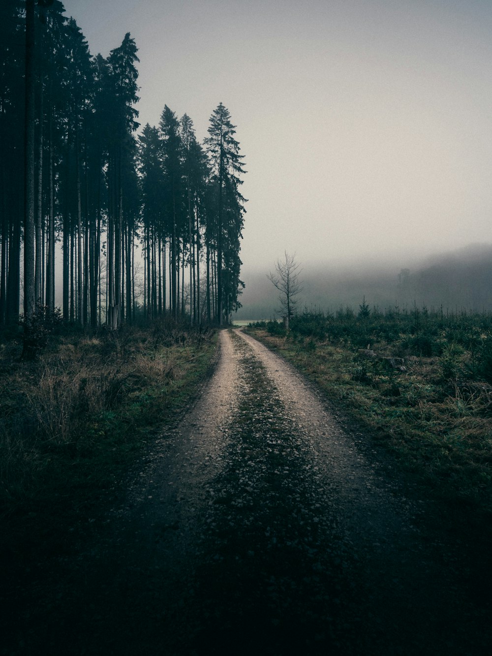 green trees on green grass field during foggy day