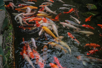 Close-up of vibrant blue and red Japanese filter mats arranged neatly inside a multi-chamber koi pond filter.