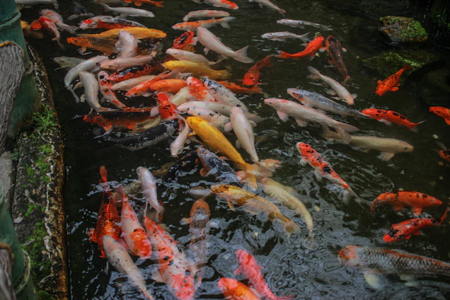 Close-up of vibrant blue and red Japanese filter mats arranged neatly inside a multi-chamber koi pond filter.