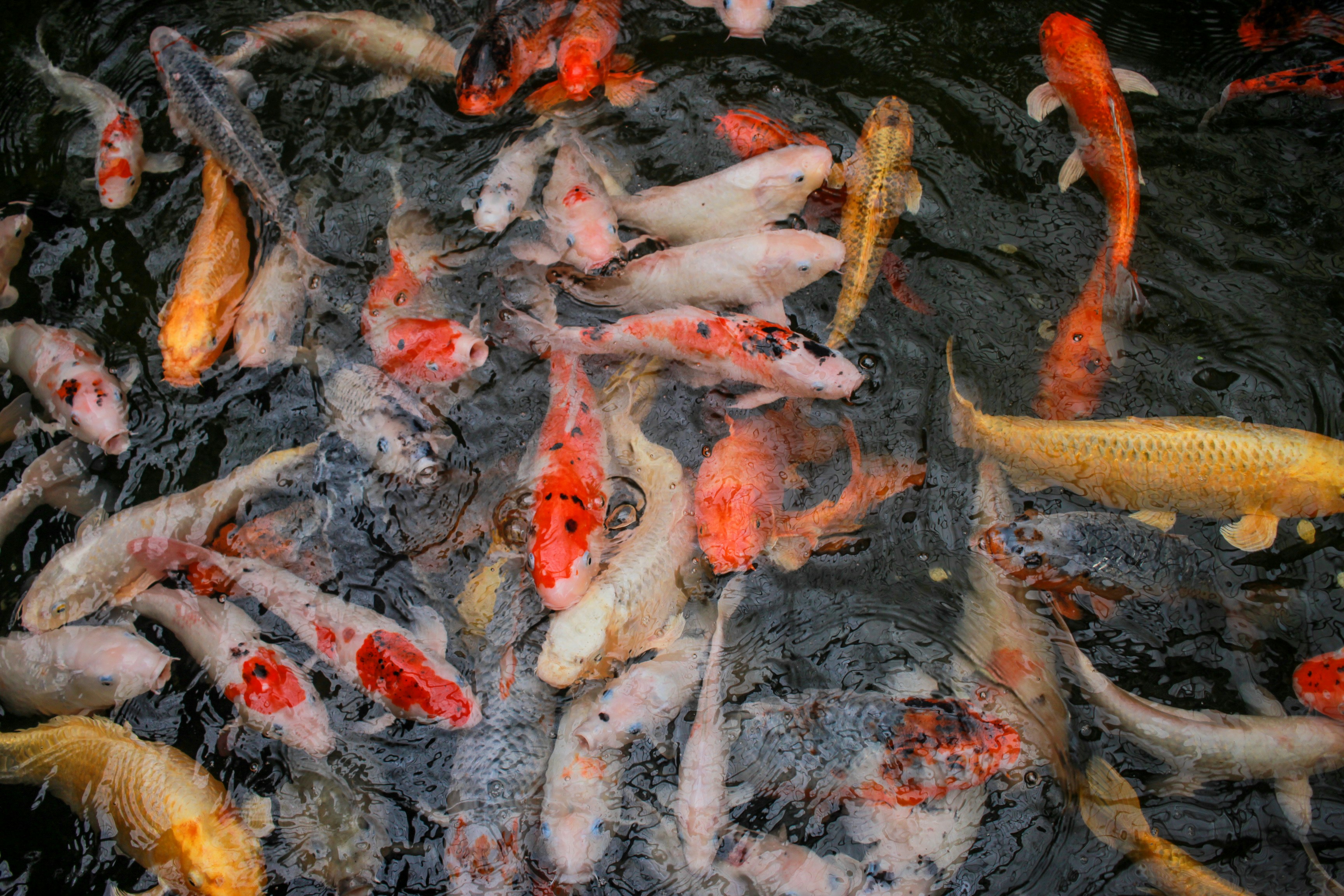 Photo by afiqnashiron