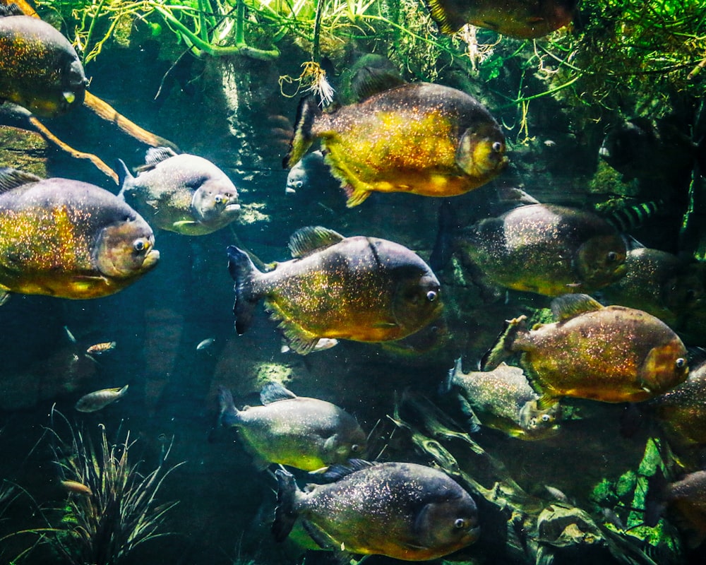 gelbe und schwarze Fische im Wasser