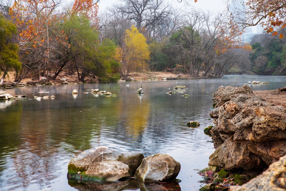 bandada de cisnes en el río durante el día