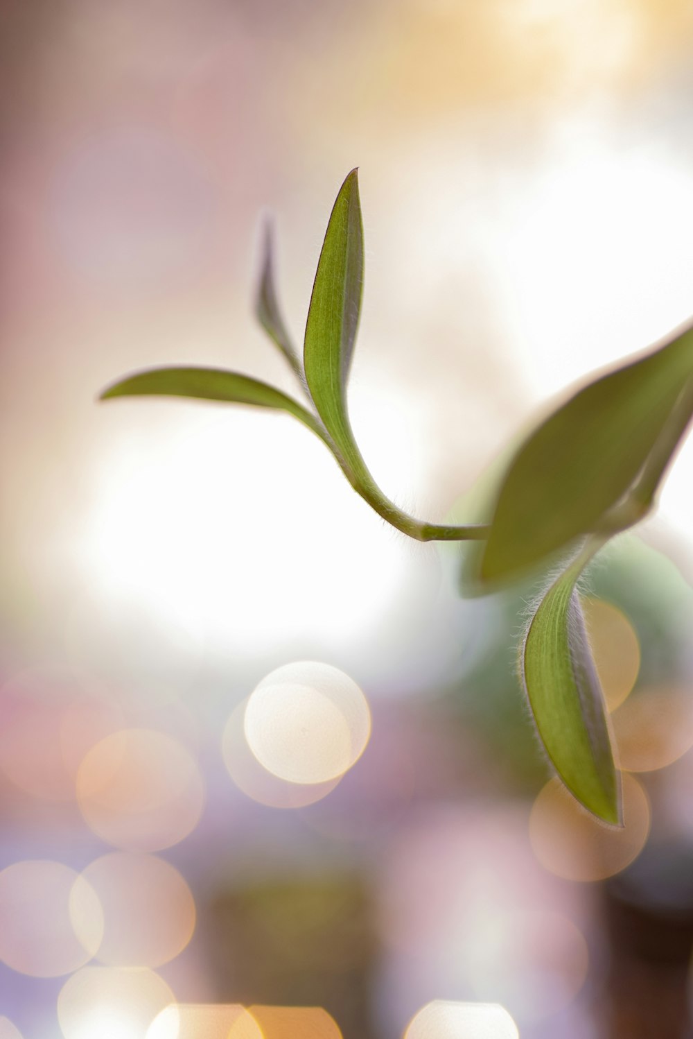 green leaf plant in close up photography