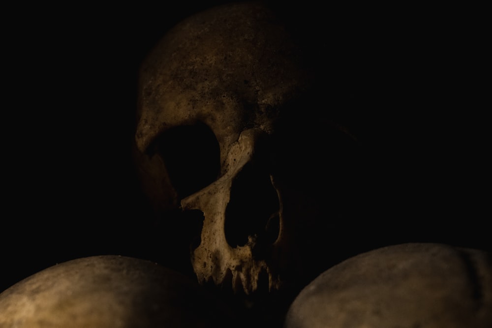 human skull with black background