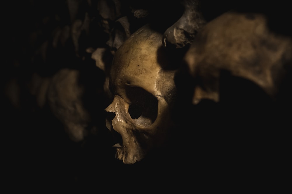 brauner Totenkopf mit schwarzem Hintergrund
