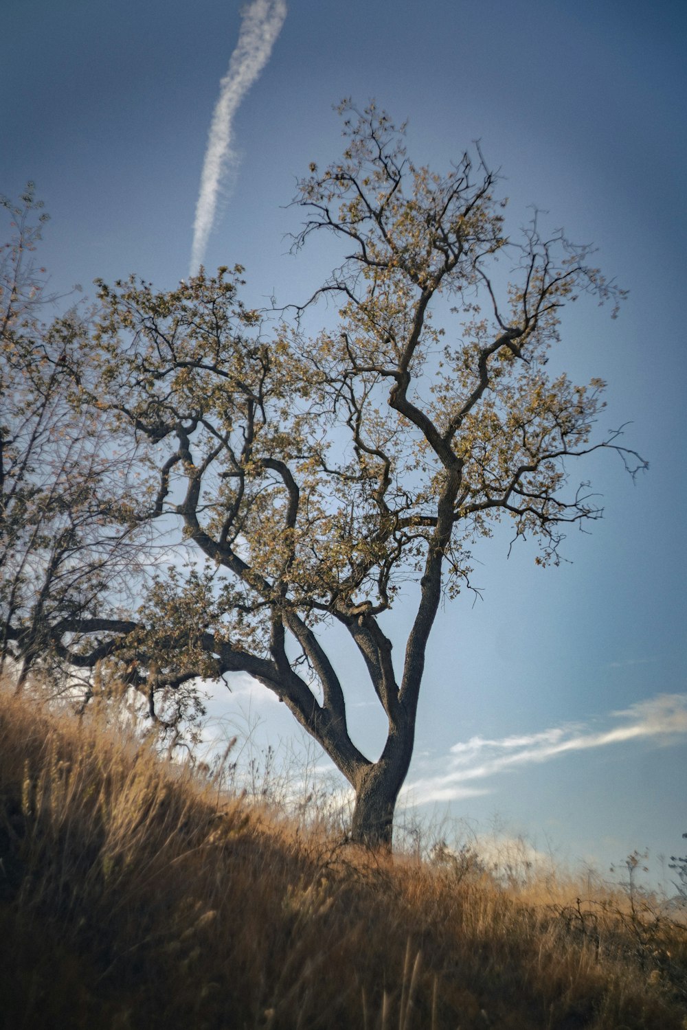 Albero senza foglie sotto cielo blu durante il giorno