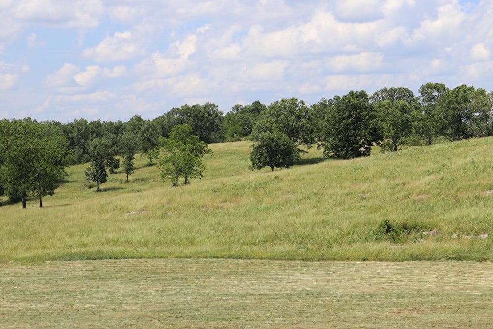 green grass field during daytime