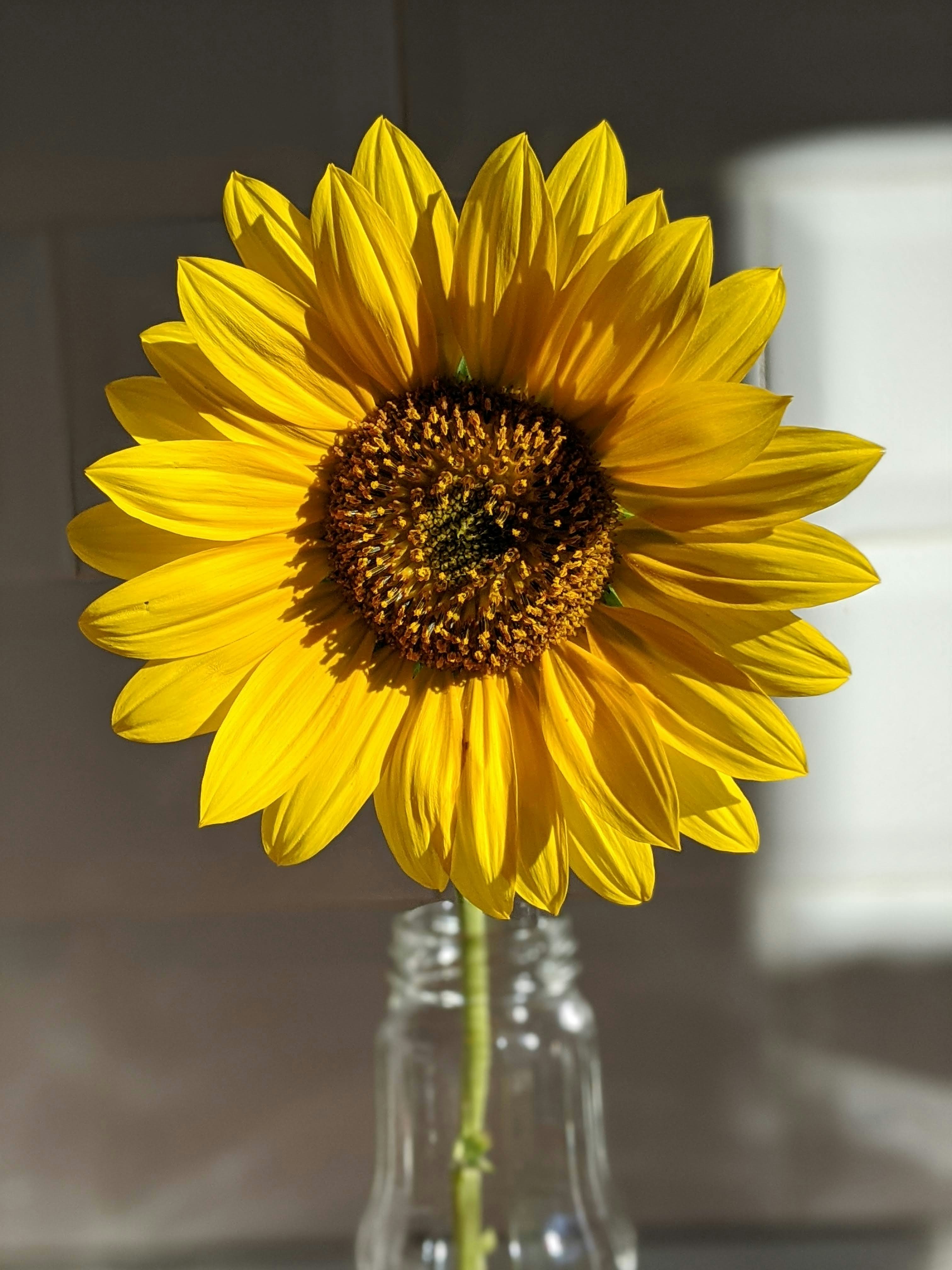 Golden sunflower oil bottle with sunflowers in bright natural light
