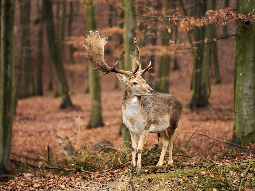 brown and white deer on brown grass field during daytime