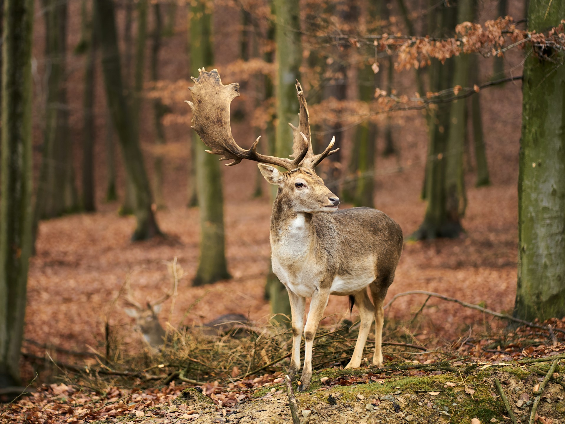 brown and white deer on brown grass field during daytime