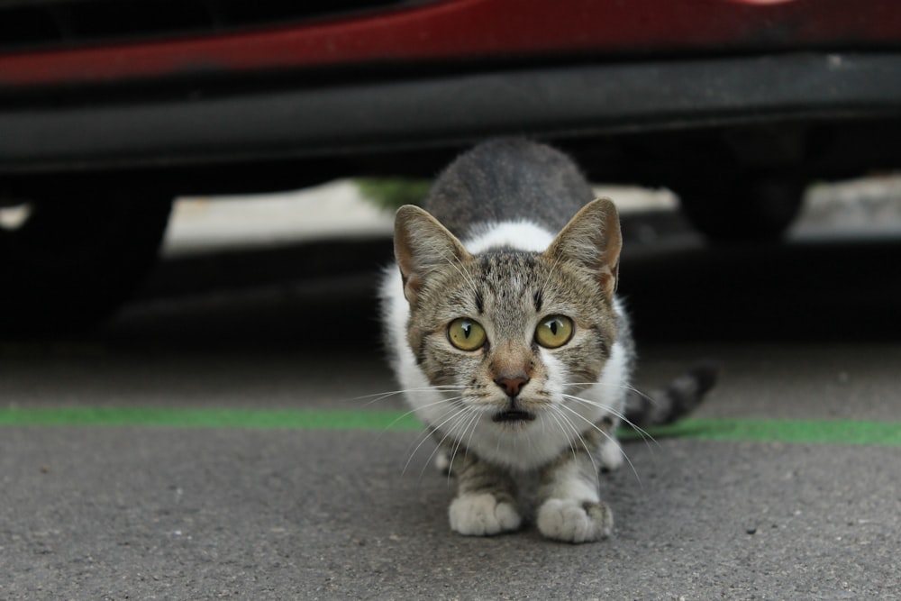 brown tabby cat on gray pavement