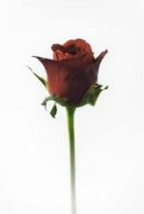A close-up of a delicate red rose resting on crisp white fabric, symbolizing elegance and love.