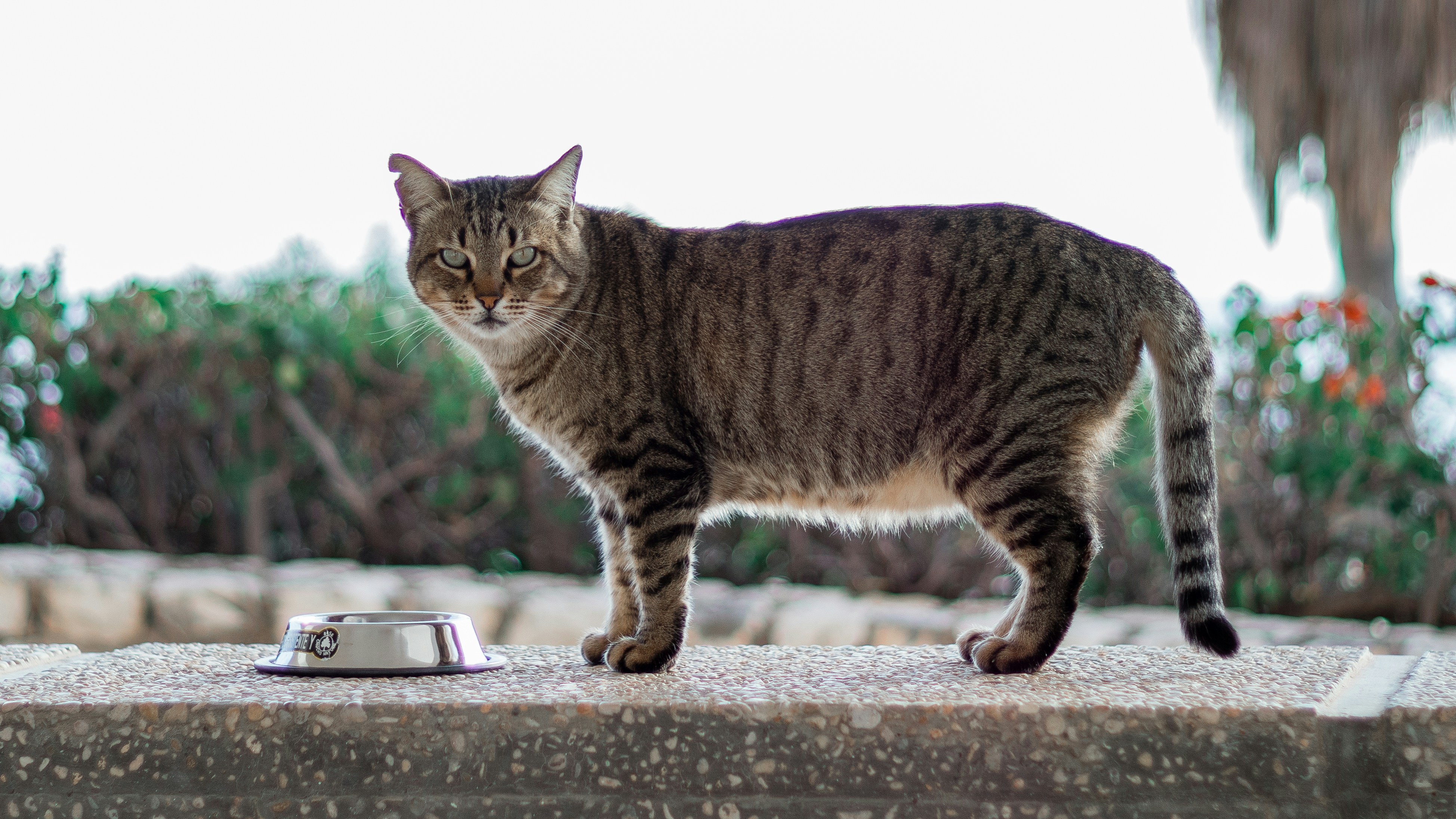 Best Cat Food for Urinary Health Preventing Stones and pH Balance