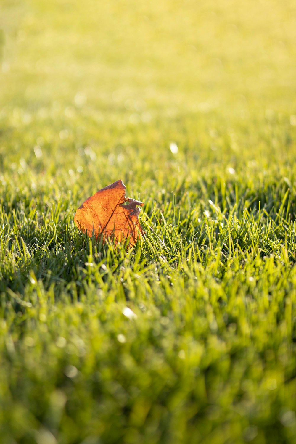 brown and black butterfly on green grass during daytime