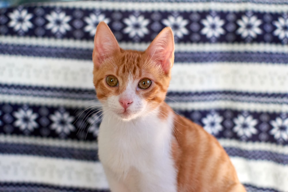 gato atigrado naranja y blanco