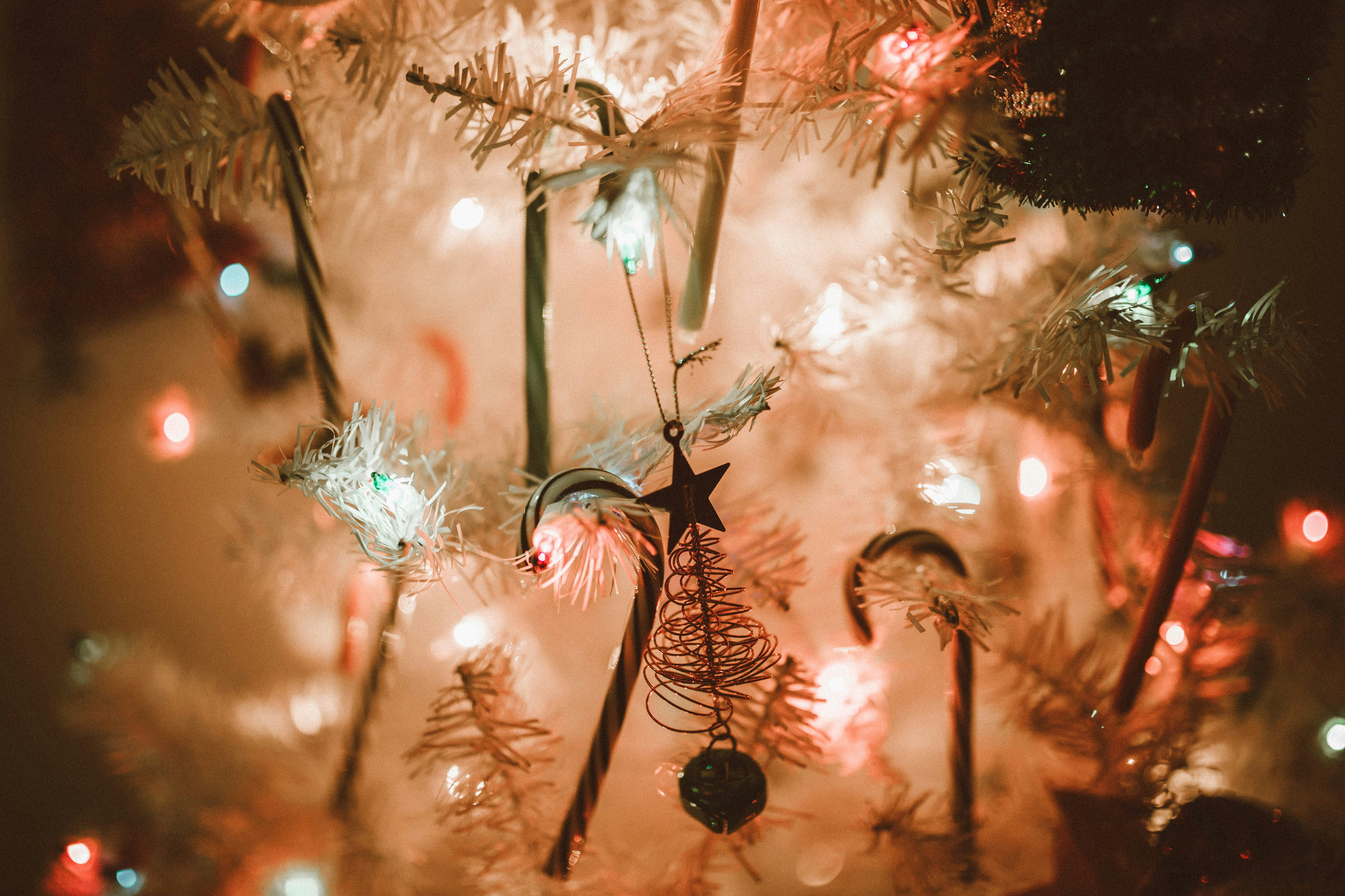 Flores blancas y rojas en lente de cambio de inclinación