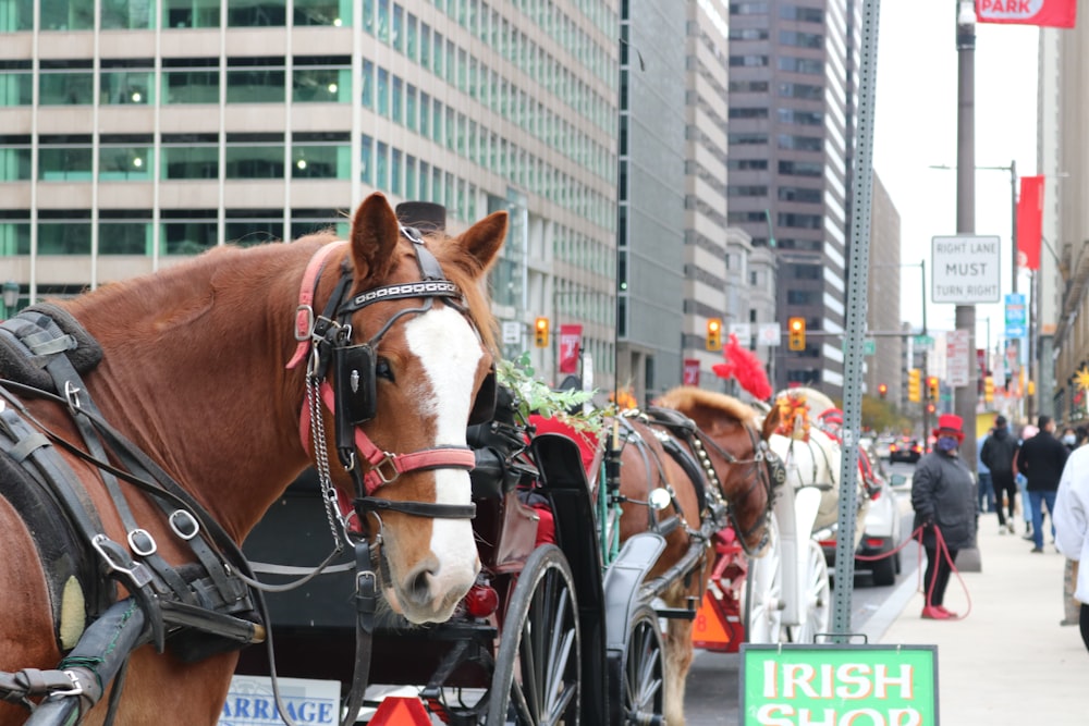 people riding horses on street during daytime