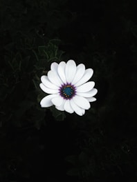 white daisy in bloom during daytime