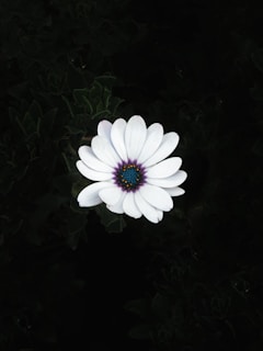 white daisy in bloom during daytime