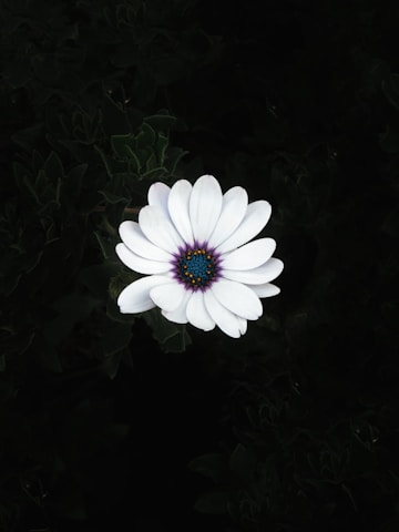 white daisy in bloom during daytime