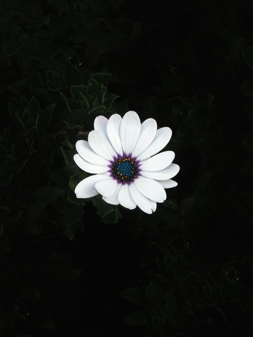 white daisy in bloom during daytime