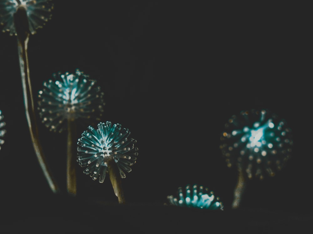 blue and white fireworks display