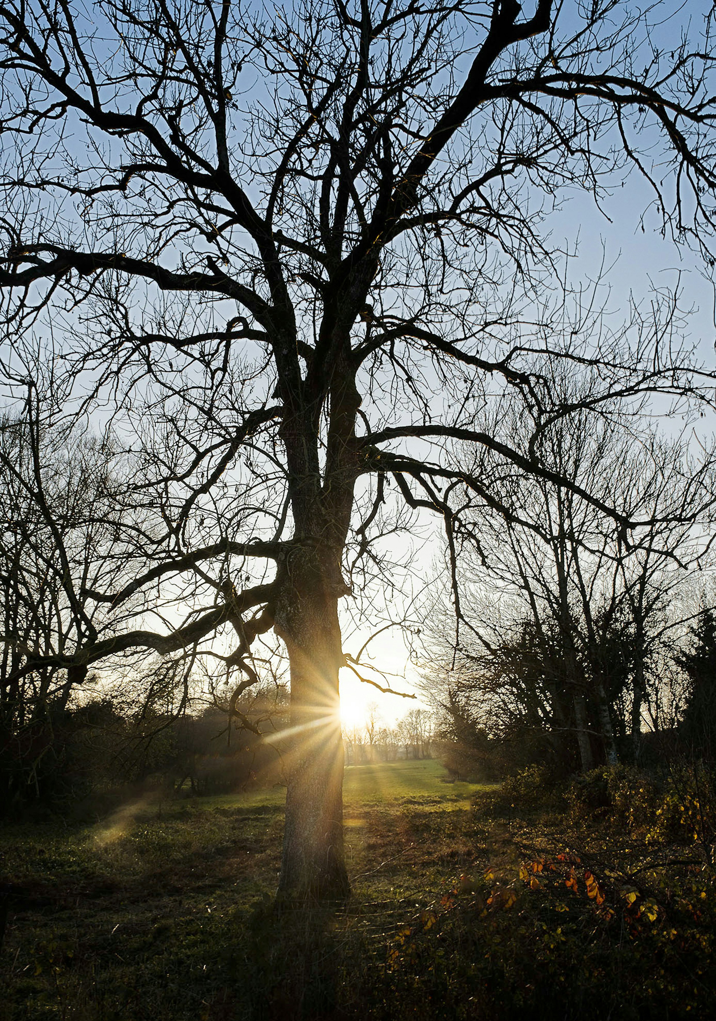 árboles sin hojas en un campo de hierba verde durante el día