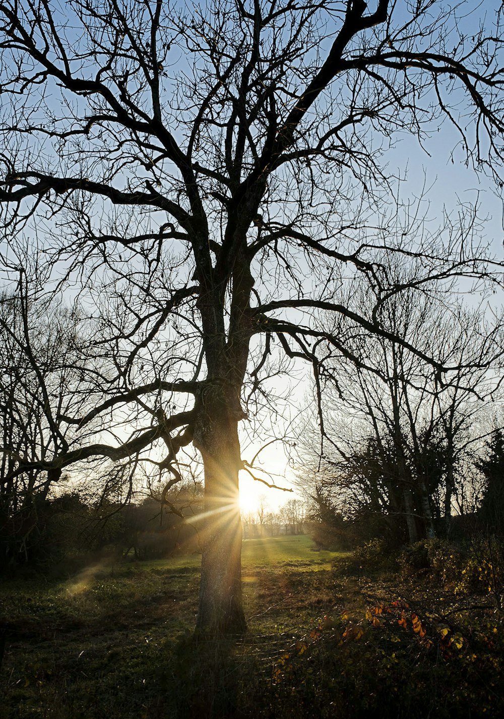 leafless trees on green grass field during daytime