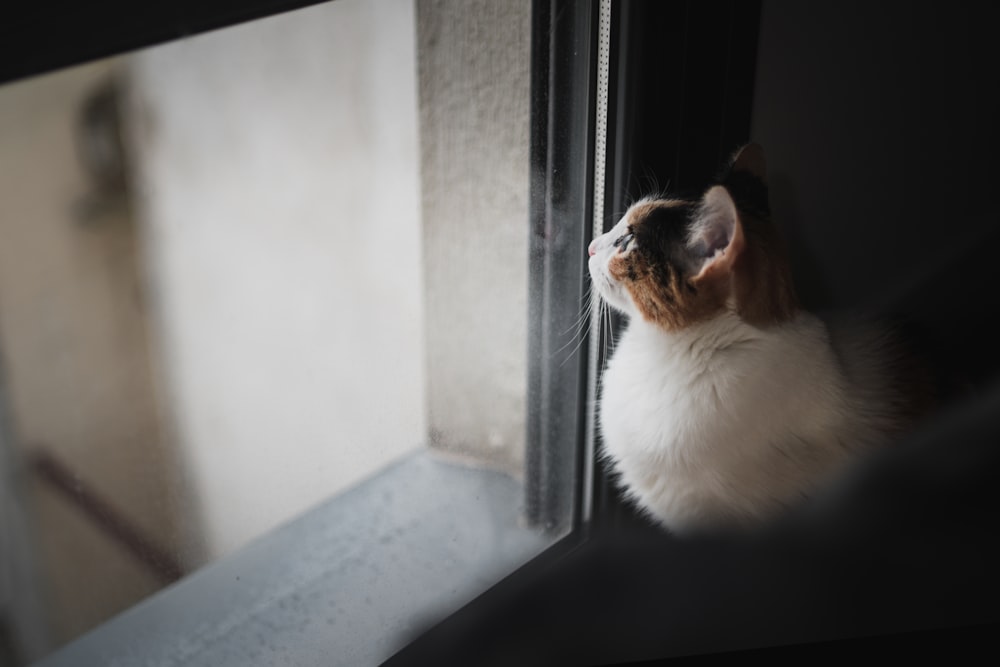 white and brown cat on window