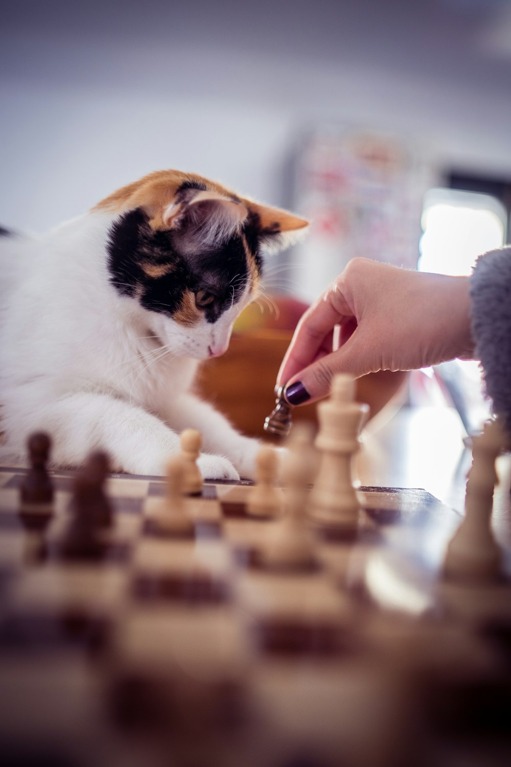 person holding white and brown cat