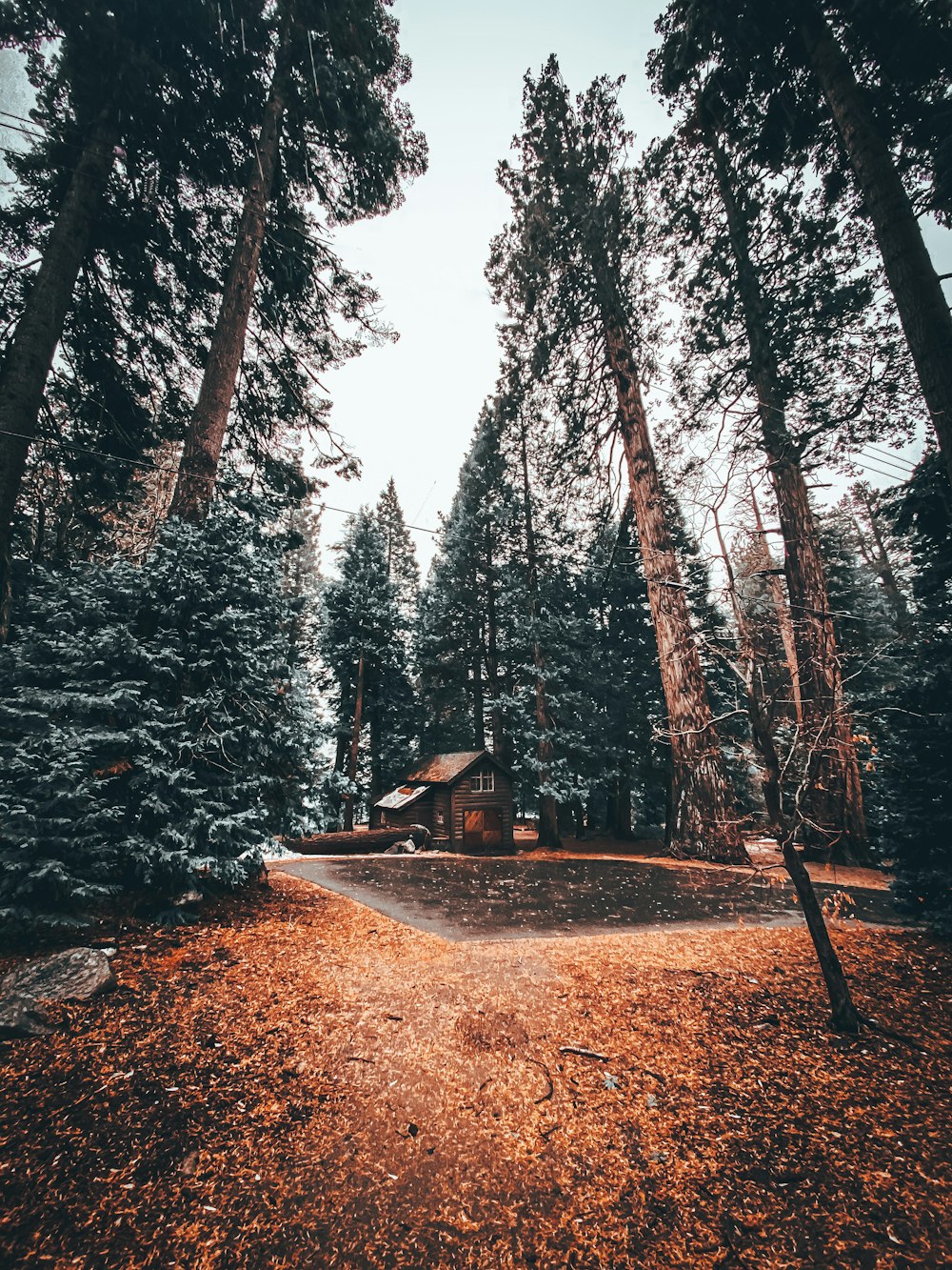 brown wooden house in the middle of the forest during daytime