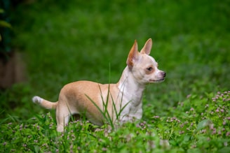 brown chihuahua on green grass field during daytime