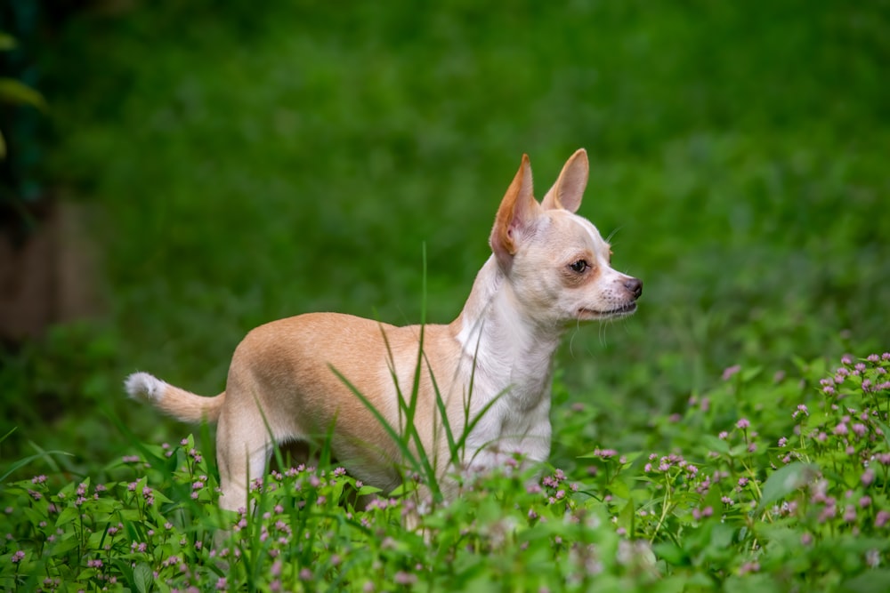 Brauner Chihuahua tagsüber auf grünem Rasen