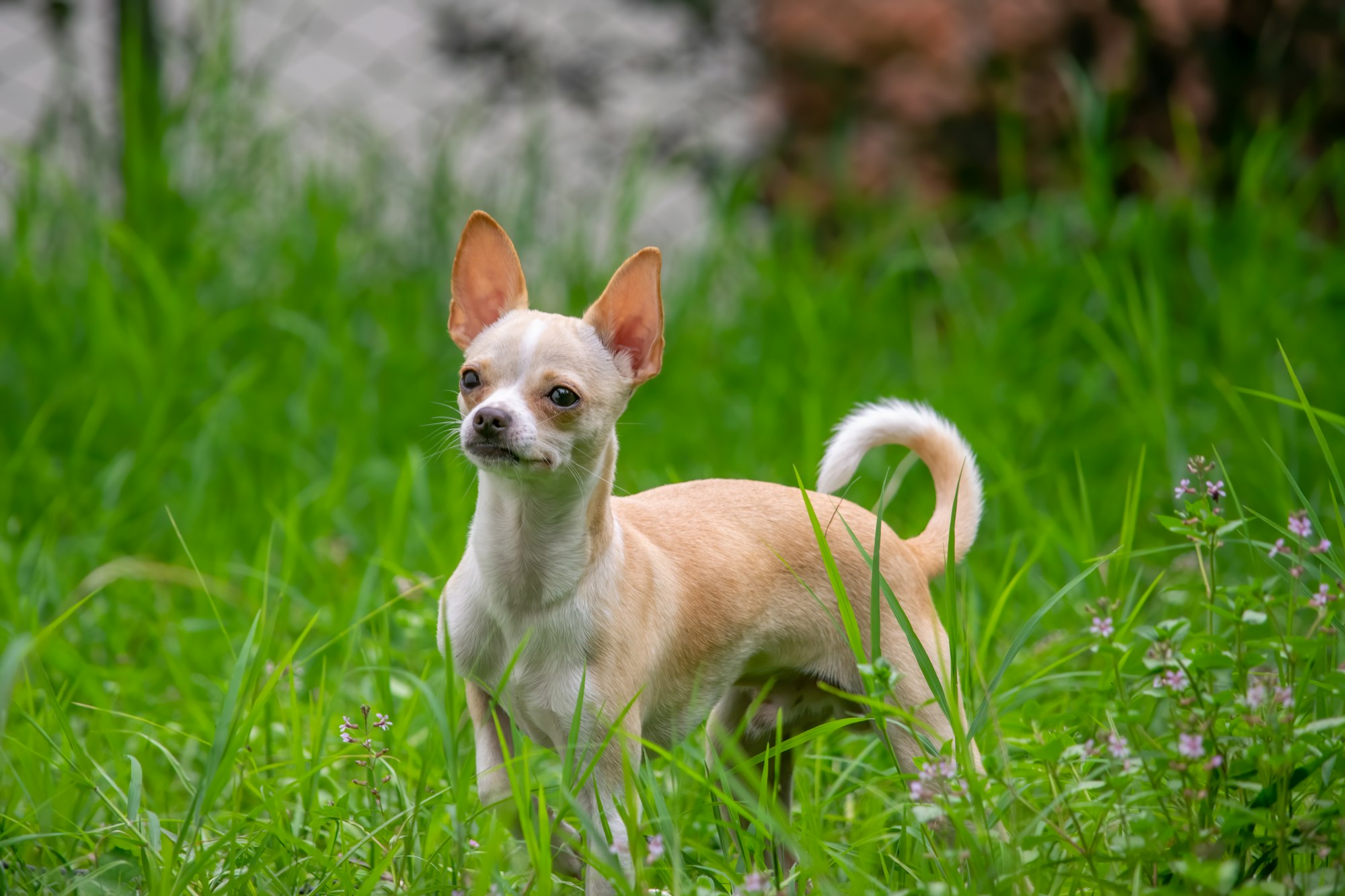 Are Chihuahuas Hard to Train?