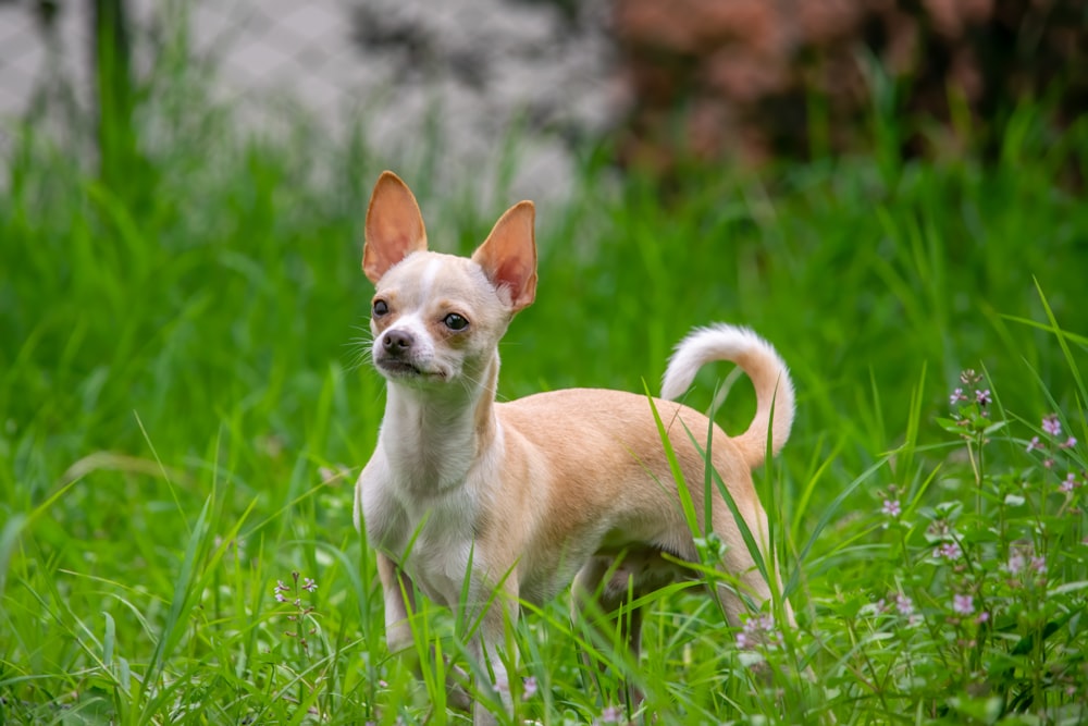 Chihuahua marrone su erba verde durante il giorno