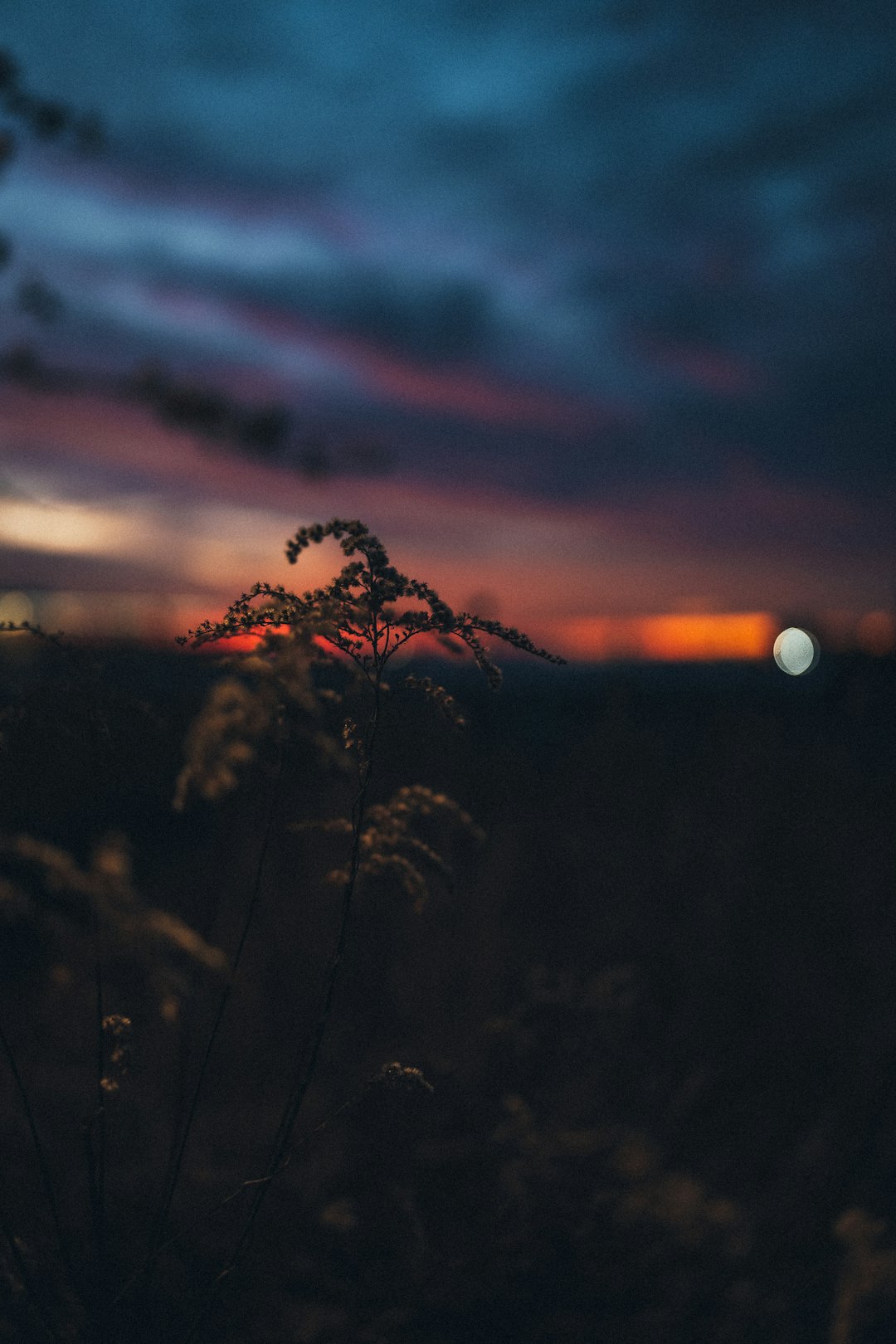 silhouette of trees during sunset