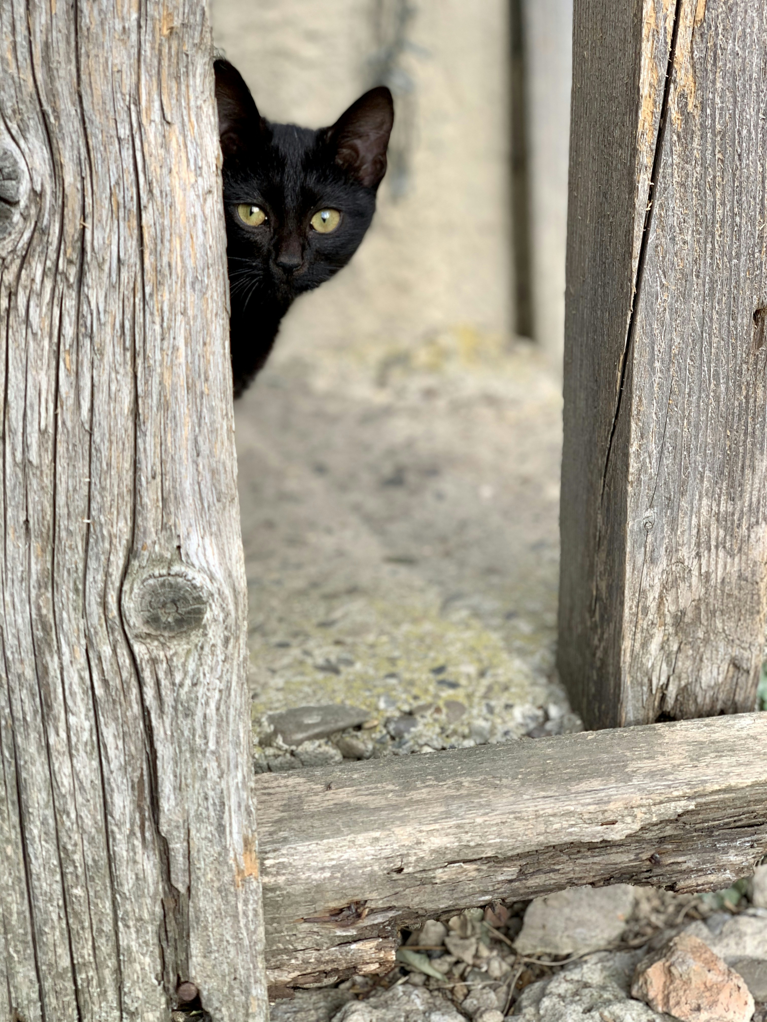 A black cat peeking out from behind a wooden post