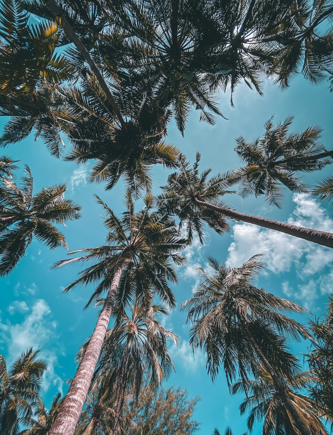 green palm tree under blue sky during daytime