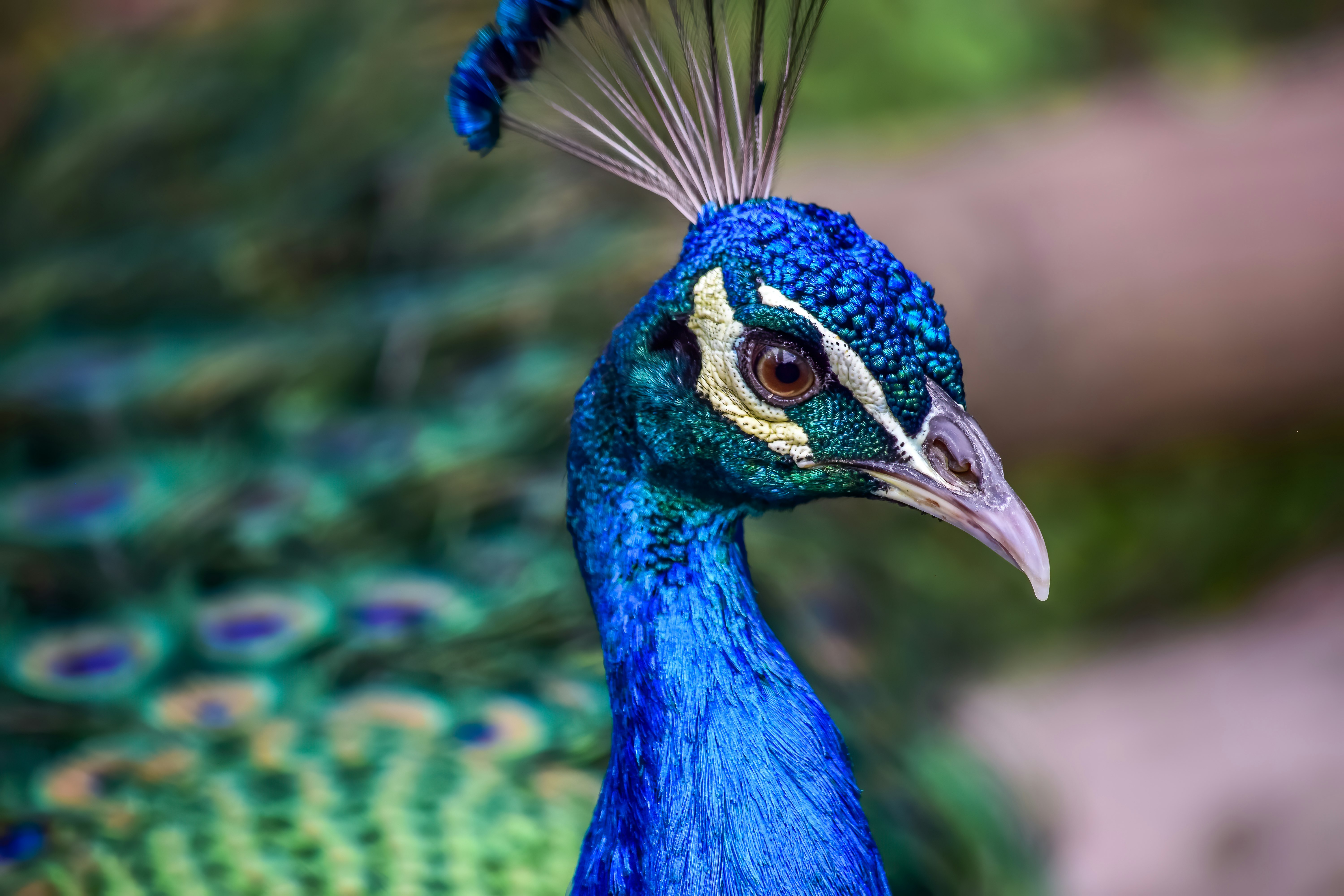 blue peacock in close up photography