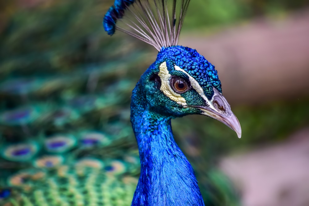 blue peacock in close up photography