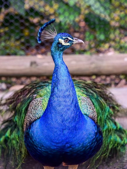 blue green and brown peacock