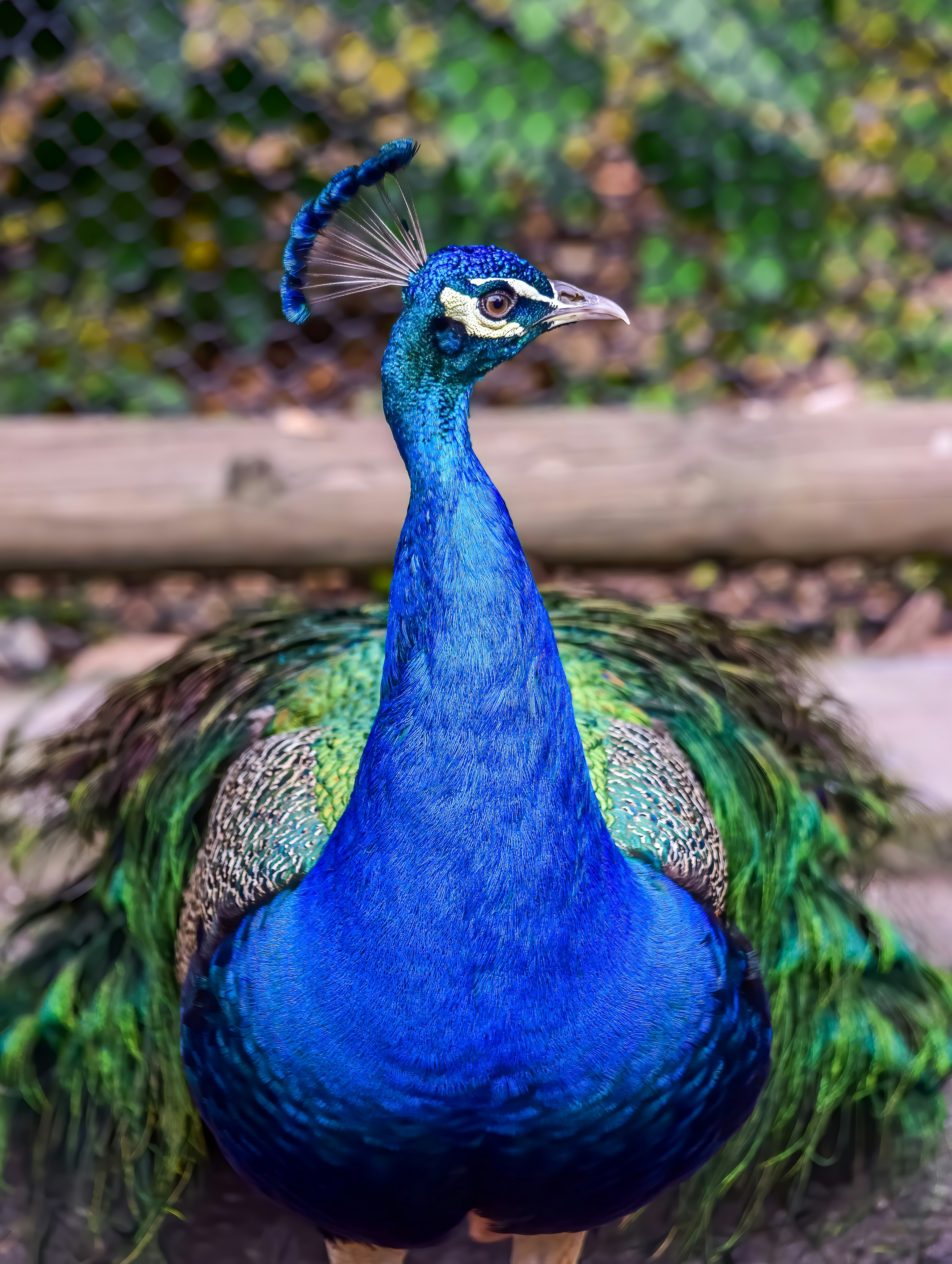 I was lucky this guy was allowing me to take a couple of pictures closed up