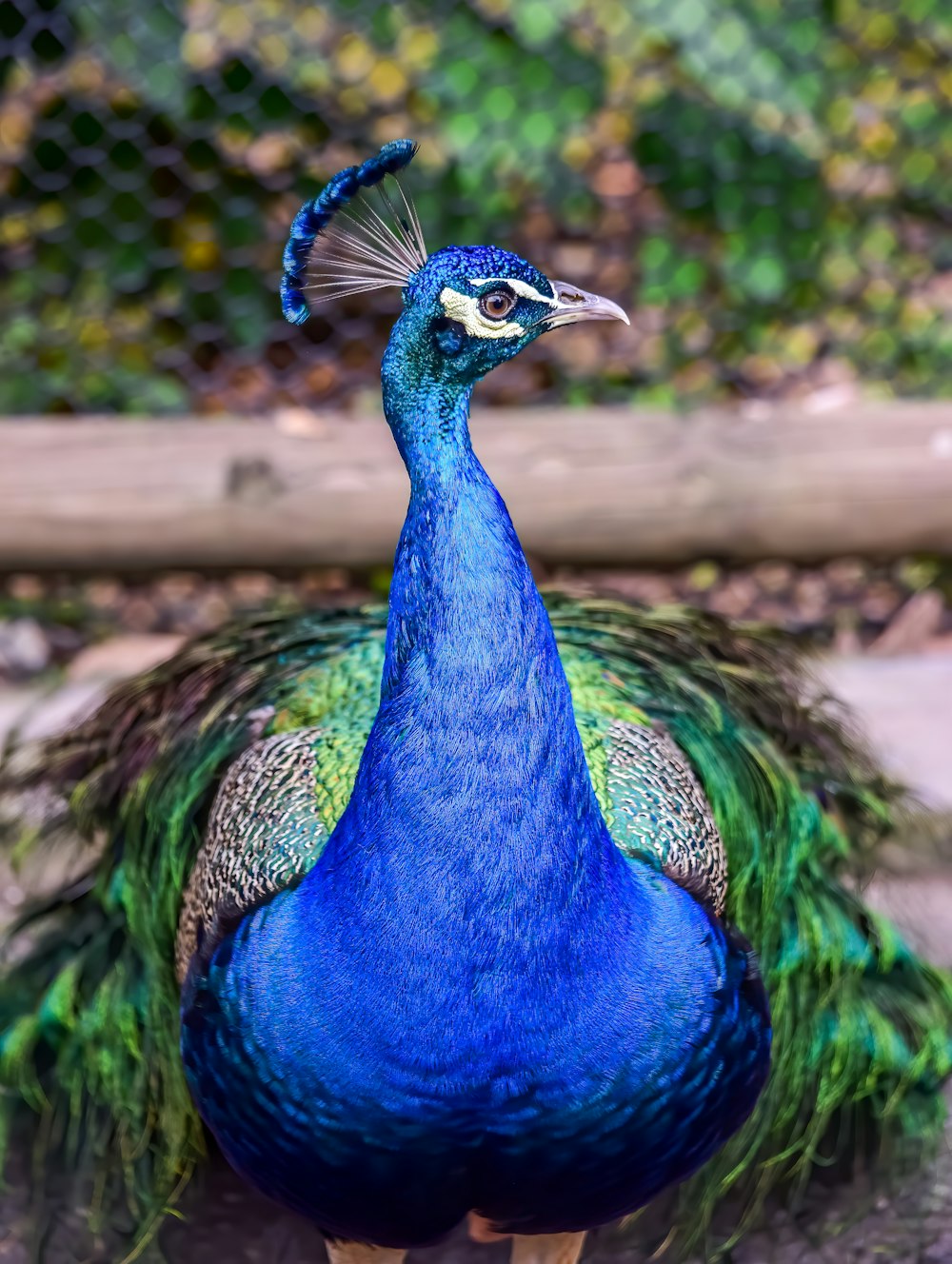 青緑と茶色の孔雀