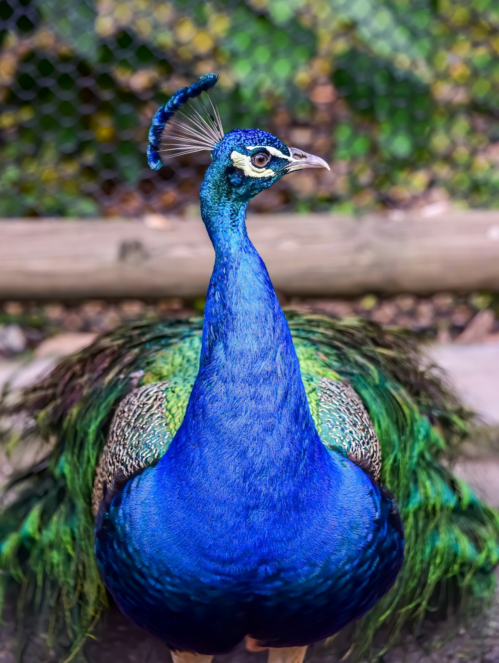 pavão azul verde e marrom