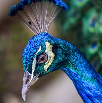 blue peacock in close up photography