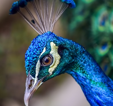 blue peacock in close up photography