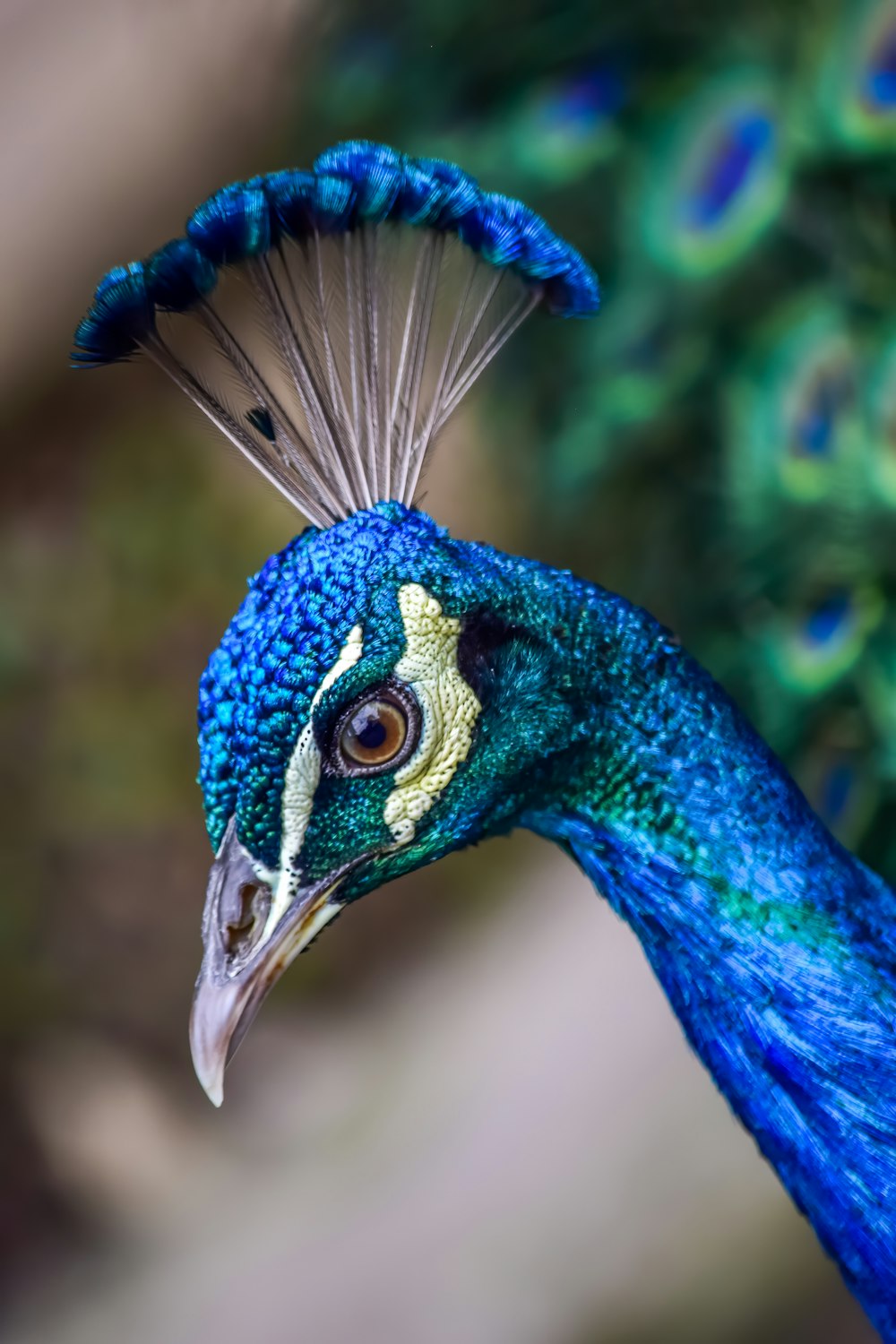 blue peacock in close up photography