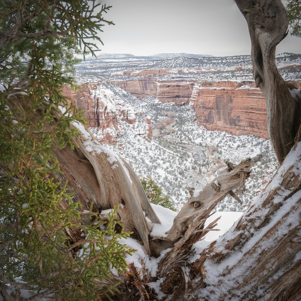 green tree near brown rocky mountain during daytime