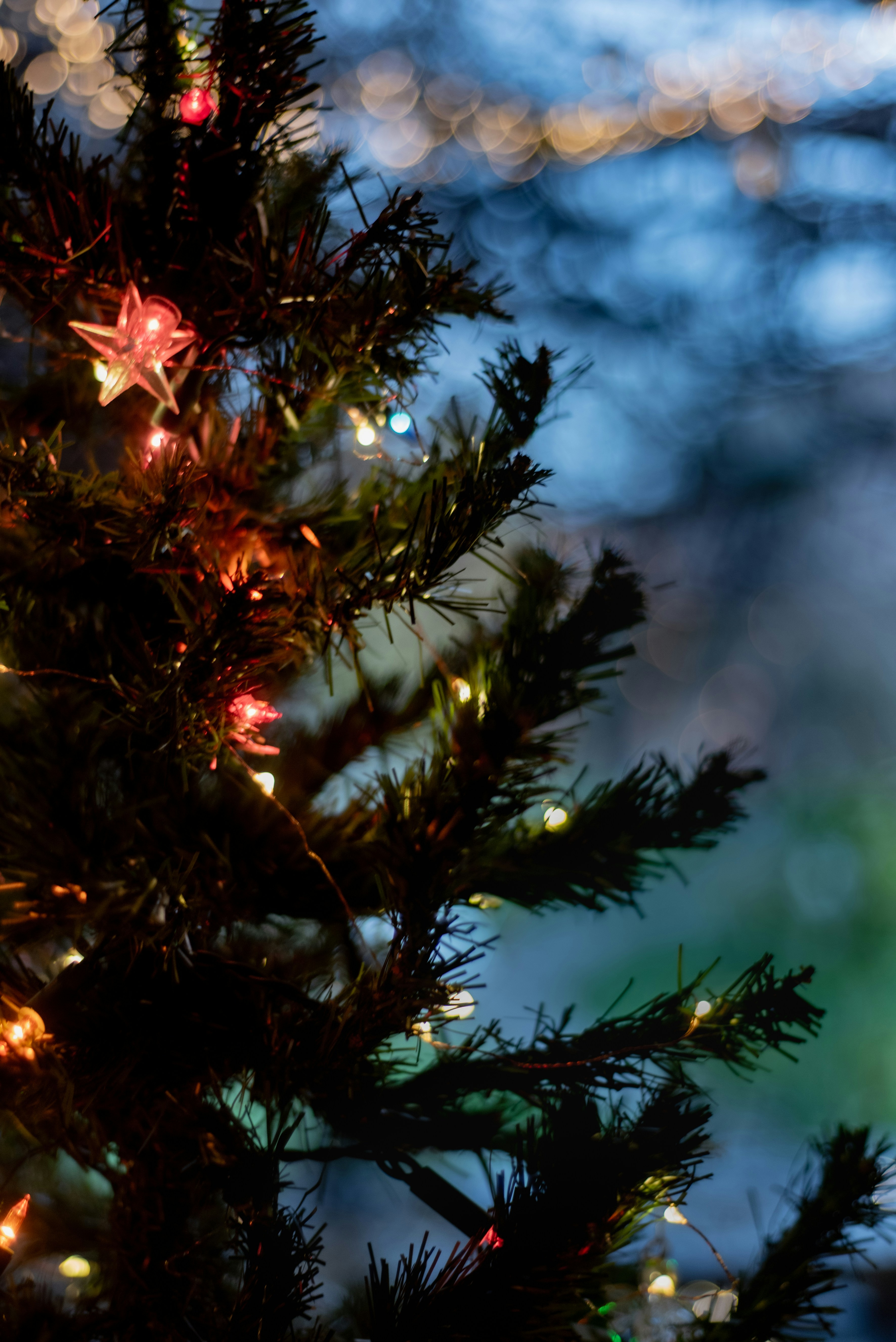 Photo by lauraadaiphoto