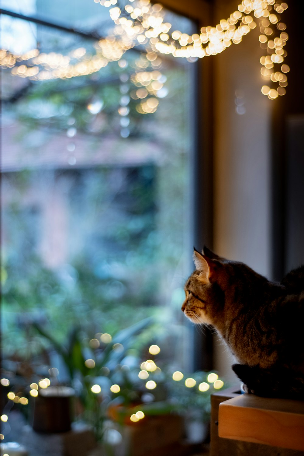 brown cat on brown wooden window